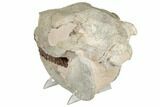 Fossil Running Rhino (Hyracodon) Skull - South Dakota #192112-9